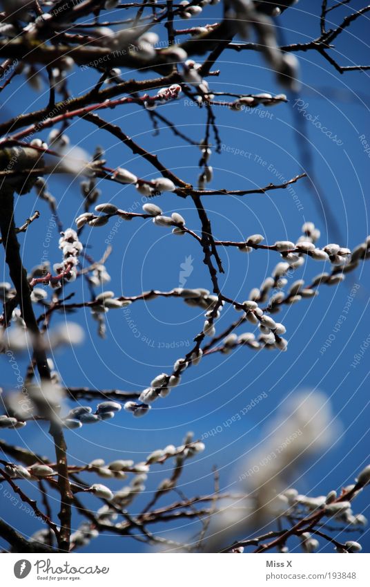 der Frühling ist da Natur Wolkenloser Himmel Schönes Wetter Park Blühend Wachstum blau Frühlingsgefühle Vorfreude Klima Weidenkätzchen Frühlingstag Farbfoto