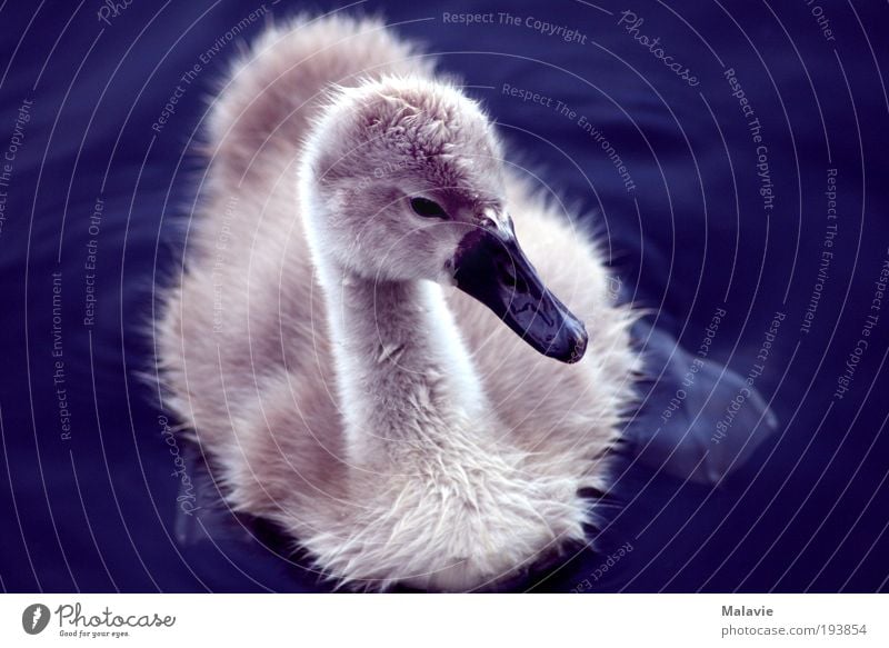 Schwanenbaby Natur Schönes Wetter See Tier 1 Tierjunges beobachten entdecken Blick Neugier niedlich schön blau weiß Stimmung Zufriedenheit Frühlingsgefühle