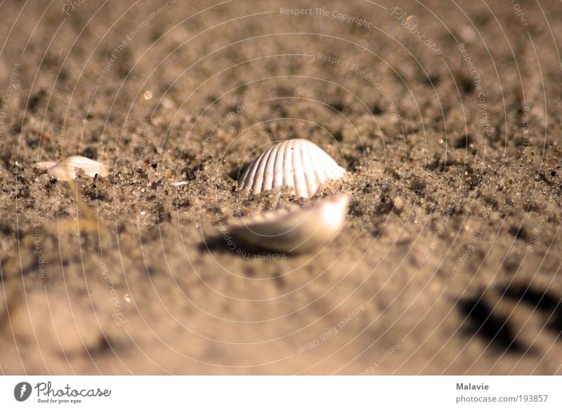 Allein im Sand Natur Wasser Schönes Wetter Strand Muschel träumen nass natürlich braun weiß Stimmung ruhig Reinheit Sehnsucht Zufriedenheit entdecken Erholung