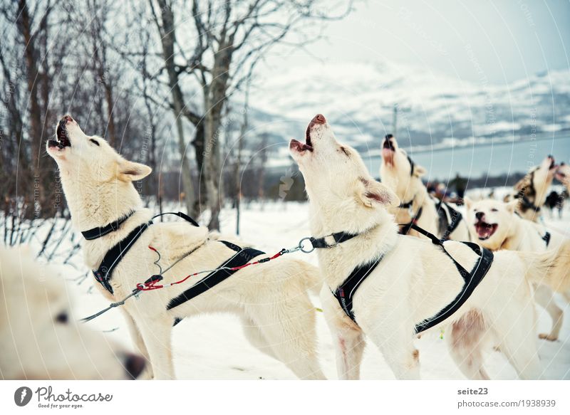 Heulende Husky vor der winterlichen Schlittenfahrt Jagd Abenteuer Expedition Winter Schnee wandern Wintersport Schneebedeckte Gipfel Wildtier Hund Tiergesicht