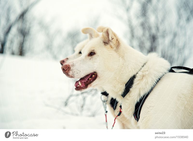 Schlittenfahrt mit Huskys im Winter Tier Nutztier Wildtier Hund Tiergesicht Fell Rudel Bewegung fahren fangen Fitness füttern genießen Jagd laufen