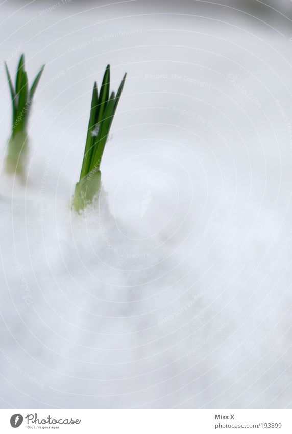 Durchbruch!!!! Garten Umwelt Natur Frühling Winter Klima Klimawandel Schönes Wetter schlechtes Wetter Eis Frost Schnee Blume Gras Blatt Park Wiese Wachstum kalt