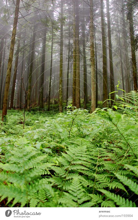 Farnwald Umwelt Natur Landschaft Pflanze schlechtes Wetter Nebel Regen Baum Wald dunkel grün ruhig Farbfoto Außenaufnahme Morgen Tag