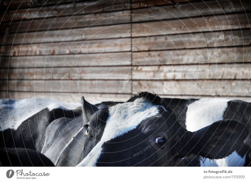 Neugier am Nachmittag Ernährung Landwirtschaft Milchkuh Auge Ohr Rücken Holz Stall Umwelt Tier Nutztier Kuh Tiergesicht Fell 4 Tiergruppe Herde frech braun