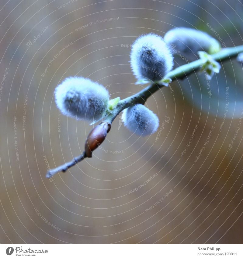 weidenkätzchen blau Wohlgefühl Erholung ruhig Duft Frühling Pflanze Sträucher Grünpflanze Weidenkätzchen Blühend natürlich weich kalt Natur Umwelt unschuldig