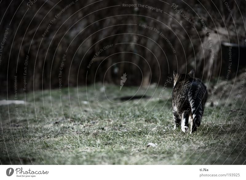 auf leisen Sohlen Umwelt Natur Landschaft Pflanze Tier Gras Sträucher Garten Wiese Haustier Wildtier Katze Fell Krallen Pfote 1 Bewegung Jagd laufen Wachstum