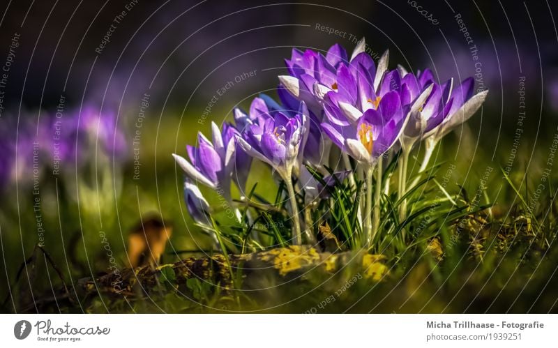 Krokusse im Sonnenschein Umwelt Natur Landschaft Pflanze Erde Sonnenlicht Frühling Wetter Schönes Wetter Blume Wiese Blühend Duft leuchten Wachstum ästhetisch