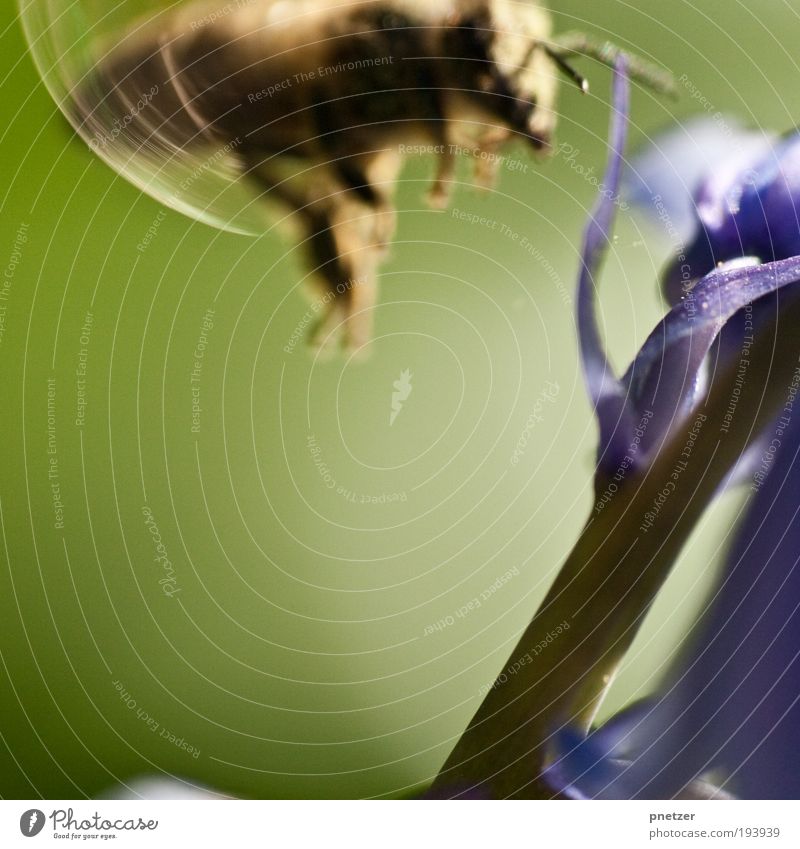 Frühling im Anflug Umwelt Natur Pflanze Tier Sommer Klima Klimawandel Blume Blatt Blüte Grünpflanze Park Wiese Wildtier Flügel 1 Duft fliegen klein Insekt Biene