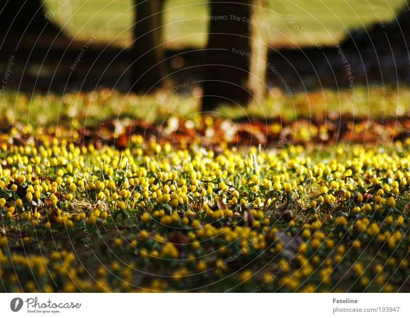 Noch mehr Winterlinge Umwelt Natur Landschaft Pflanze Urelemente Erde Frühling Klima Klimawandel Wetter Schönes Wetter Baum Blume Blatt Blüte Garten Park Wiese