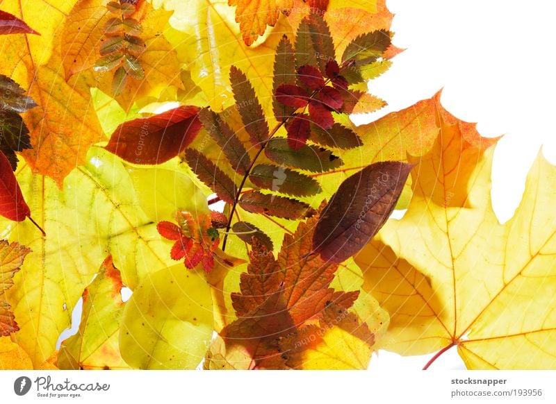 Herbst Blatt Jahreszeiten Saison saisonbedingt Natur Pflanze Flora gelb orange