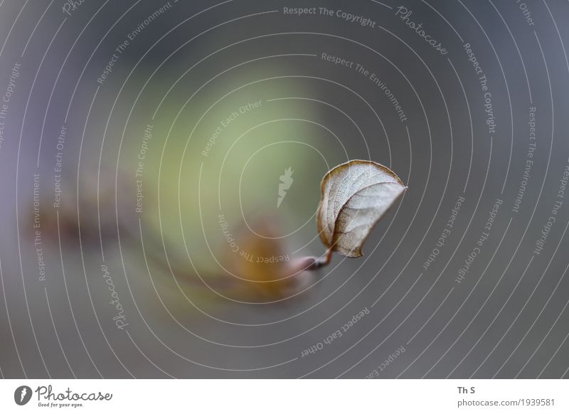 Blatt Natur Pflanze Herbst Winter Blühend verblüht ästhetisch authentisch einfach elegant natürlich braun grau grün Romantik Gelassenheit geduldig ruhig