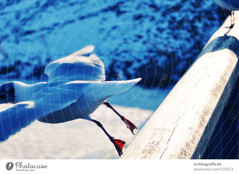 Ätsch! Freude Ferien & Urlaub & Reisen Winter Schönes Wetter Eis Frost Schnee Fluss Brücke Brückengeländer Tier Wildtier Vogel Möwe Tierfuß 1 2 Holz Bewegung