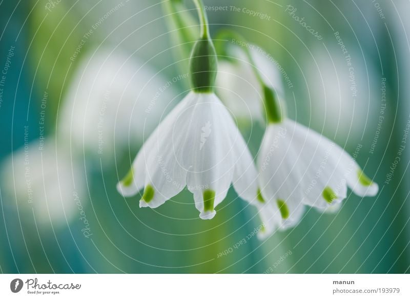 Frühlingsbecher harmonisch Sinnesorgane Duft Gartenarbeit Gärtnerei Natur Blume Blüte Märzenbecher Frühlingsblume Frühlingsfarbe Frühlingsgefühle Freundlichkeit