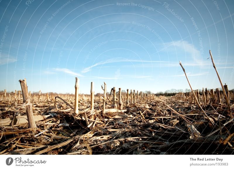 This will be the death of us. Umwelt Natur Landschaft Erde Feld Weizen Weizenfeld Ernte Farbfoto Außenaufnahme Tag Froschperspektive Blick nach vorn