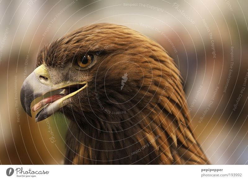 portrait Natur Tier Wildtier Vogel 1 füttern Aggression ästhetisch bedrohlich Coolness braun gelb Adler Jagd Fliege Luft Farbfoto Außenaufnahme Nahaufnahme