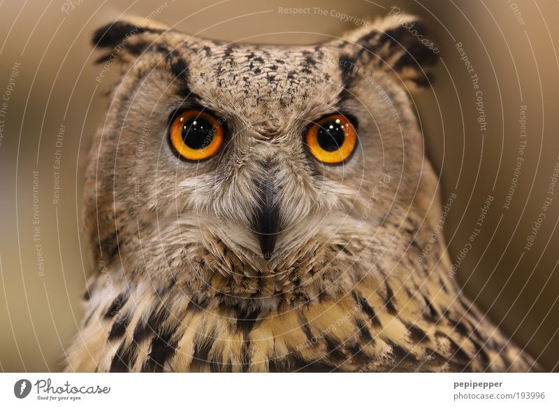 Augen(blick) schön Natur Wildtier Vogel 1 Tier ästhetisch braun Farbfoto Außenaufnahme Nahaufnahme Tierporträt Eulenvögel Eulenaugen Starrer Blick Tiergesicht