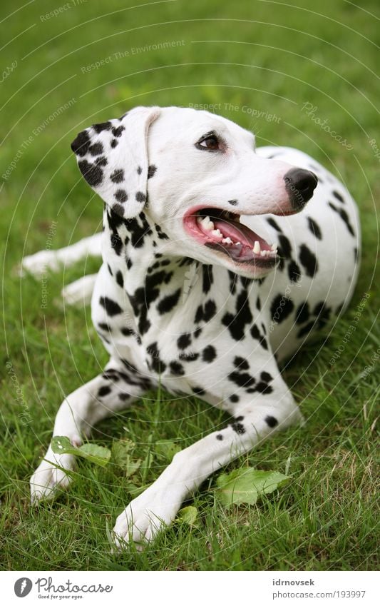 Dalmatiner im Grünen 2 Natur Sommer Garten Park Wiese Tier Haustier Hund Tiergesicht 1 liegen Blick Freundlichkeit schön grün rosa schwarz weiß Zufriedenheit