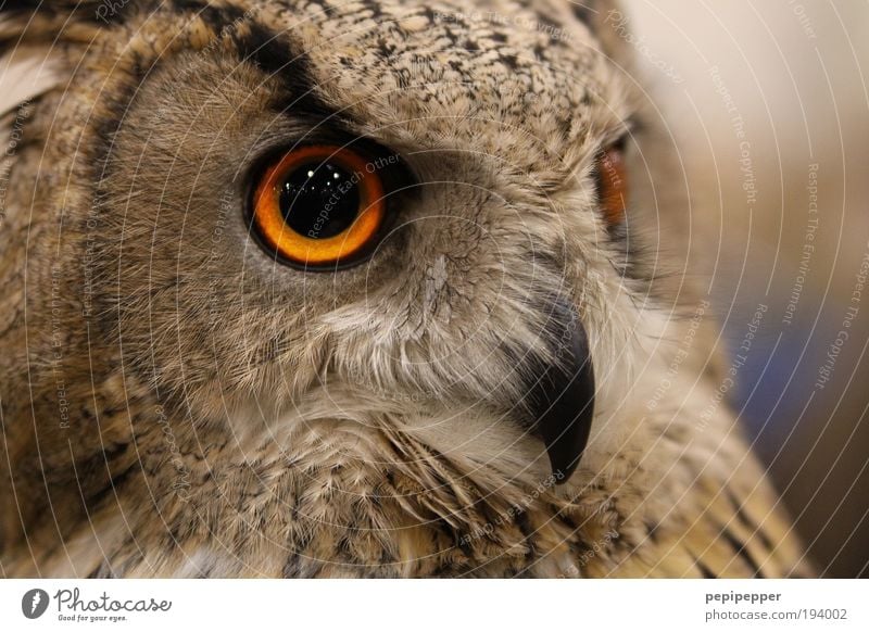 Blickkontakt Natur Landschaft Mond Tier Wildtier Vogel Tiergesicht Flügel Krallen Zoo 1 füttern Aggression ästhetisch bedrohlich groß braun Coolness Eulenvögel