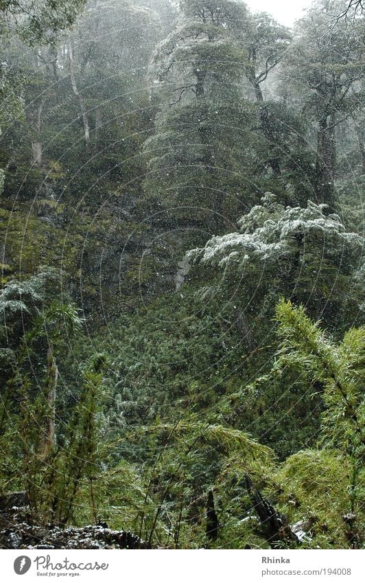 Waldzauber Natur Winter Schnee Urwald grün schön ruhig Hoffnung Märchenwald Außenaufnahme Abend bezaubernd Tag