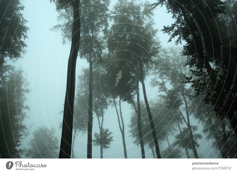 Nebelwald Umwelt Natur Landschaft Pflanze Wetter bedrohlich Wald Märchen Märchenwald Baumstamm Laubbaum kalt unheimlich Verhext Farbfoto Außenaufnahme Dämmerung