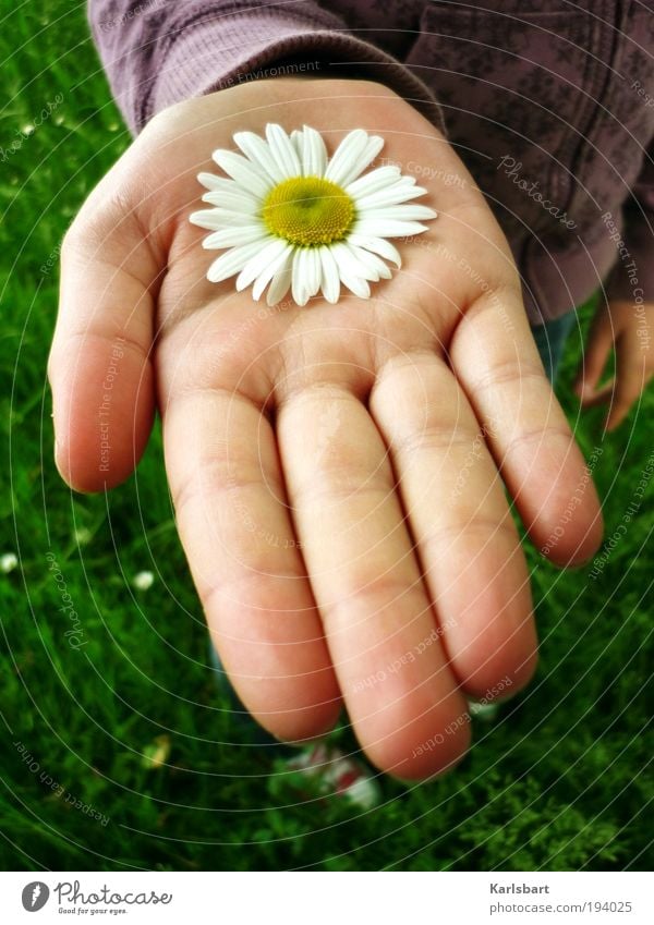 Blümchen? Lifestyle Design Glück Gesundheit harmonisch Kinderspiel Sommer Muttertag Kindererziehung Kindergarten Mädchen Freundschaft Kindheit Haut Hand Umwelt