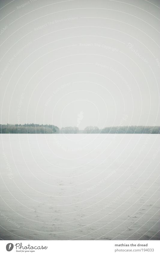 GRAUZONE Umwelt Natur Landschaft Horizont Winter schlechtes Wetter Eis Frost Schnee Pflanze Baum Wiese Feld dunkel Unendlichkeit kalt Einsamkeit Endzeitstimmung