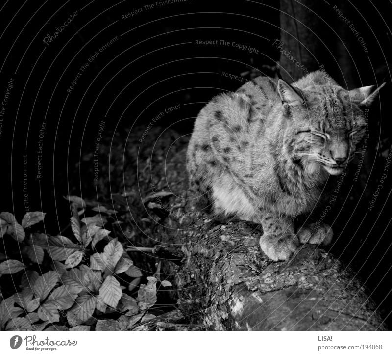 luchs Umwelt Natur Landschaft Pflanze Tier Schönes Wetter Baum Blatt Grünpflanze Wildpflanze Buchenblatt Wald Wildtier Tiergesicht Fell Krallen Pfote Luchs