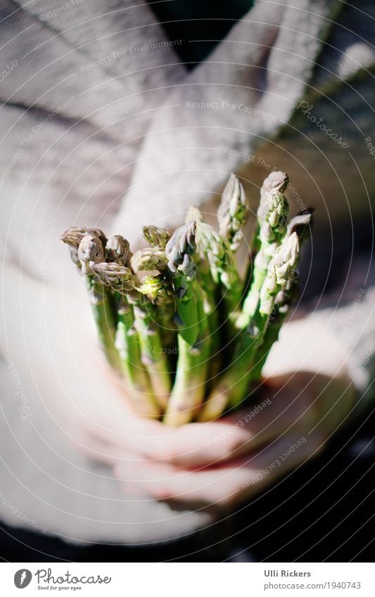 grifffest Lebensmittel Gemüse Spargelzeit Spargelspitze Spargelbund Spargelkopf Spargelende Bioprodukte Vegetarische Ernährung Diät Hand 1 Mensch Frühling