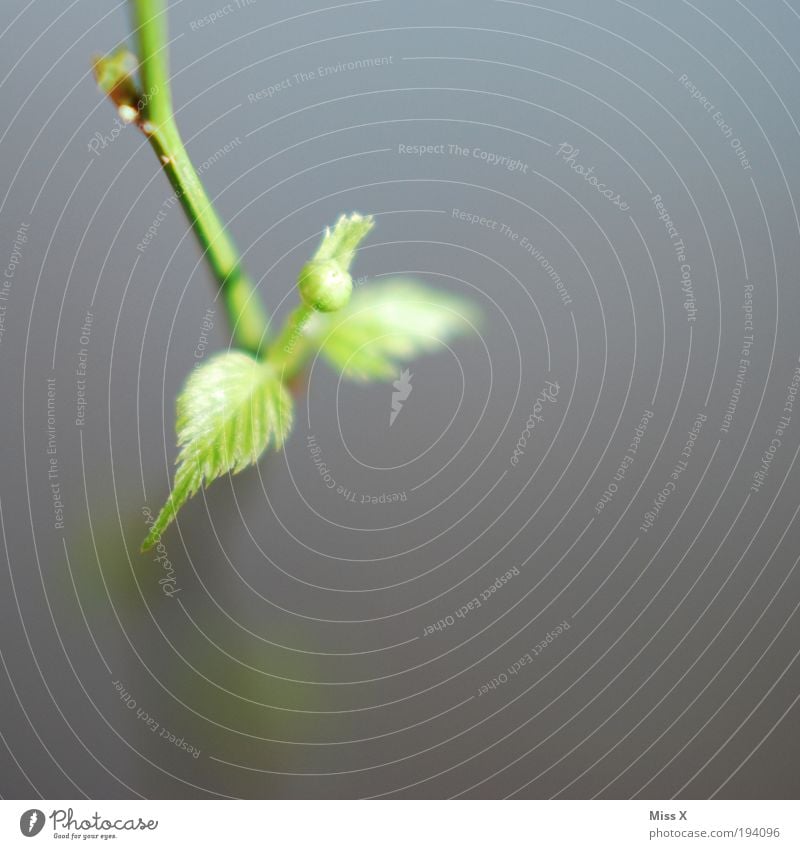 Aus dem Nichts Natur Frühling Pflanze Blatt Blüte Grünpflanze frisch klein Ast Trieb Blattknospe Farbfoto Gedeckte Farben Makroaufnahme Menschenleer