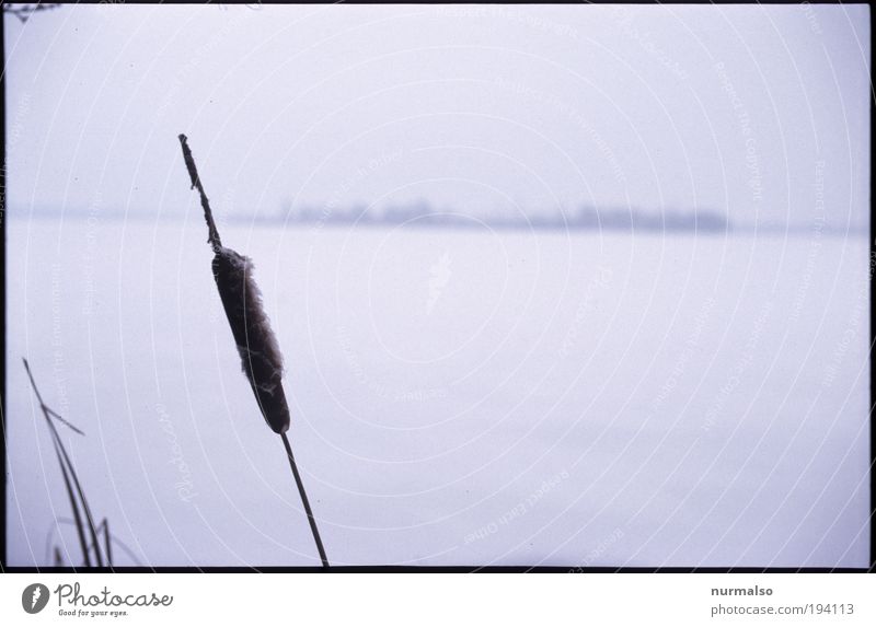 ruhiger Wintermorgen Natur Landschaft Pflanze Tier Horizont Klima Wetter Eis Frost Schnee Blüte Wildpflanze Schilfrohr Pompesel Flussufer Havel Kleinstadt