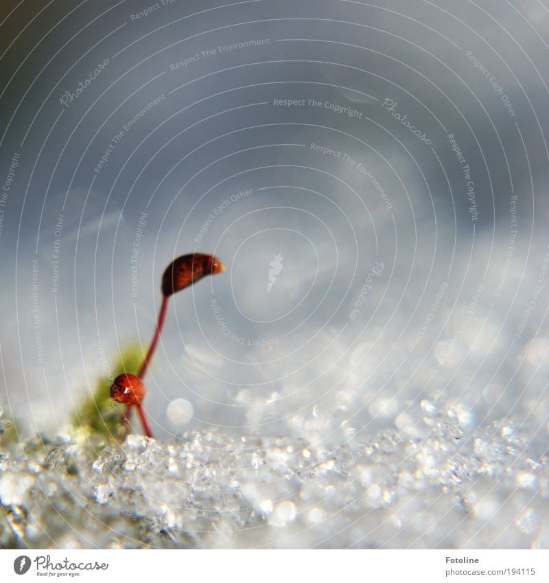 Kampf gegen den Winter Umwelt Natur Landschaft Pflanze Urelemente Wasser Wassertropfen Sonne Frühling Klima Klimawandel Wetter Schönes Wetter Eis Frost Schnee