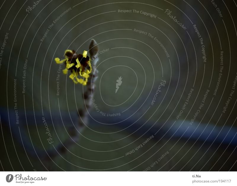 Zaubernuss Umwelt Natur Landschaft Tier Winter Klima Klimawandel Pflanze Baum Sträucher Blüte Hamamelis Zaubernussblüte beobachten Blühend entdecken Erholung