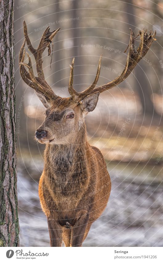 Ich bin der Chef Pflanze Tier Baum Wald Wildtier Tiergesicht Fell Zoo 1 beobachten Hirsche Rothirsch Horn Farbfoto mehrfarbig Außenaufnahme Menschenleer Tag