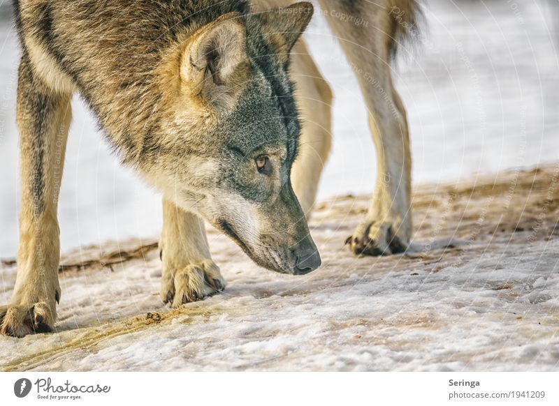 Europäischer Wolf Natur Tier Wildtier Hund Tiergesicht Fell Krallen Pfote Fährte Zoo 1 Fressen Landraubtier Rudeltier Farbfoto mehrfarbig Außenaufnahme