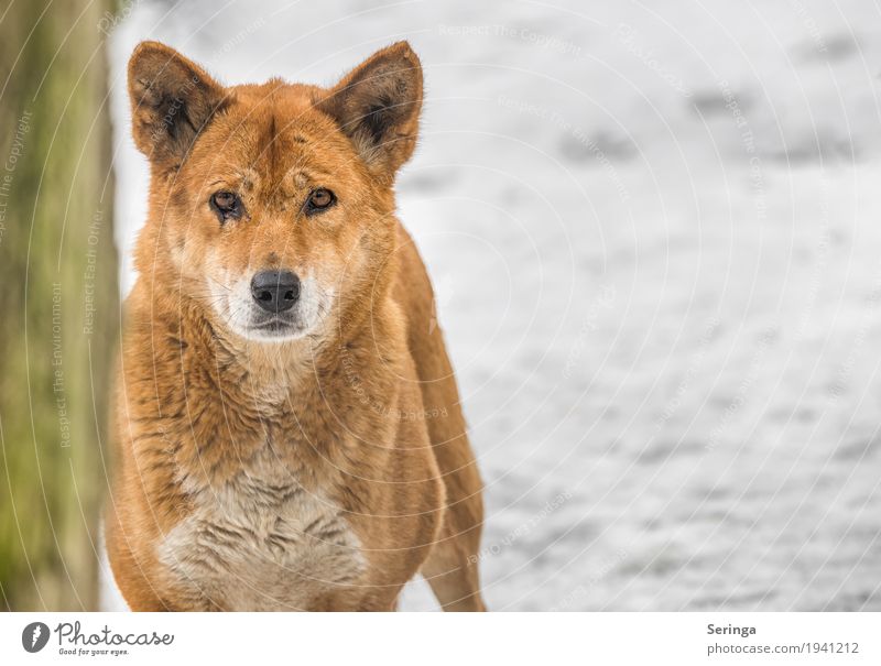 Dingo Tier Wildtier Tiergesicht Fell Pfote Fährte Zoo 1 Fressen Farbfoto mehrfarbig Außenaufnahme Menschenleer Textfreiraum rechts Tag Licht Schatten Kontrast