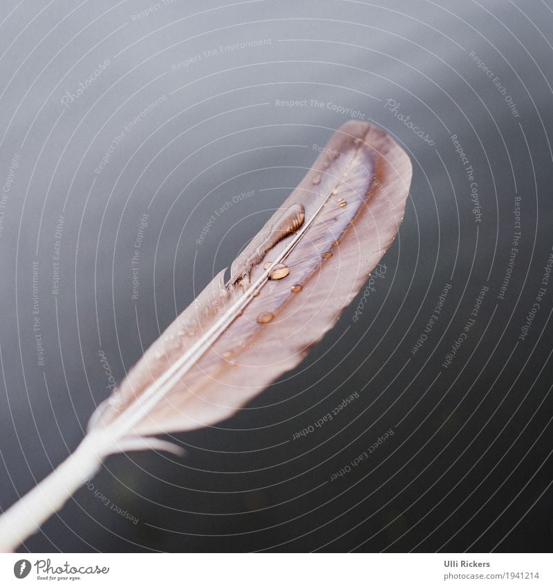 Plitscher, Plätscher, Feder. Umwelt Urelemente Wasser Herbst Winter schlechtes Wetter Regen See Fluss Tier Wildtier Vogel Taube Tropfen fliegen elegant