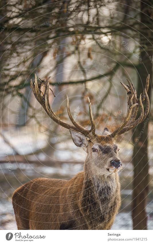 Skeptischer Blick Natur Pflanze Tier Wald Wildtier Tiergesicht Fell Zoo 1 Bewegung Fressen füttern Hirsche Rothirsch Horn Farbfoto mehrfarbig Außenaufnahme