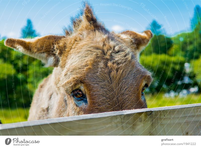 Trauriger Esel hinter Zaun Tier Haustier Nutztier Pferd Blick Traurigkeit Gefühle Auge Neugier Ohr Natur Säugetier verstecken Versteck hinten Holz Tierporträt