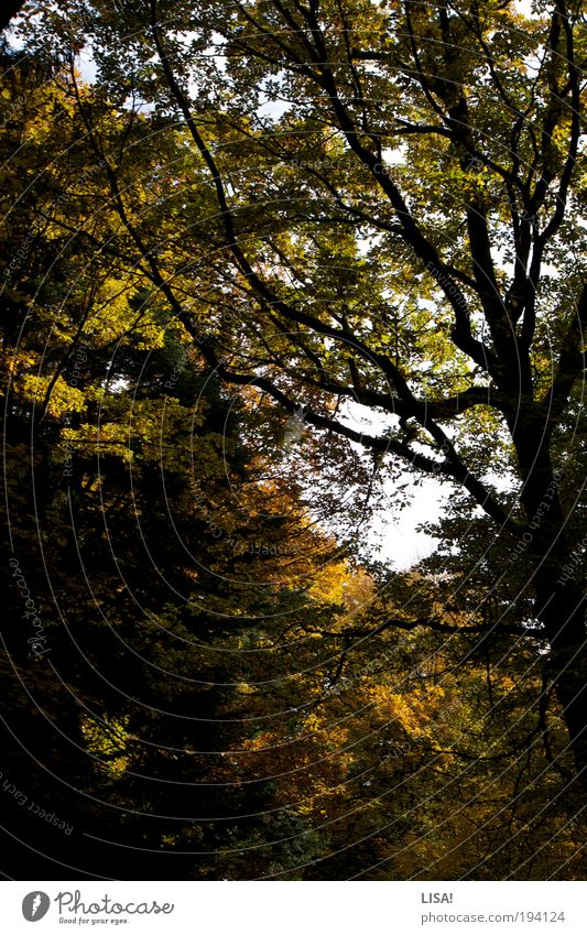 herbstwald Umwelt Natur Landschaft Pflanze Urelemente Luft Himmel Herbst Schönes Wetter Baum Blatt Grünpflanze Wildpflanze Blätterdach Baumkrone Wald bedrohlich