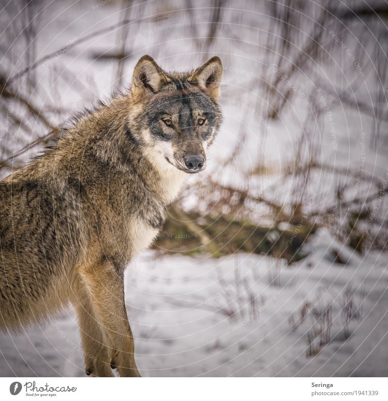 Wolfsblick Tier Wildtier Hund Tiergesicht Fell Krallen Zoo 1 Rudel Jagd Landraubtier Farbfoto mehrfarbig Außenaufnahme Detailaufnahme Menschenleer