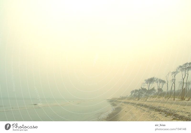 Weststrand im Abendnebel Natur Landschaft Sand Wasser Sonnenaufgang Sonnenuntergang Wind Sturm Küste Ostsee Meer blau braun gelb gold rot Zufriedenheit