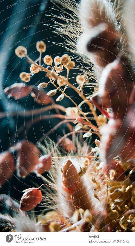 Klein und trocken Umwelt Pflanze Sträucher Blatt Blüte Topfpflanze zierlich Zierde Zierpflanze Stengel dehydrieren dünn authentisch Zusammensein klein nah ruhig