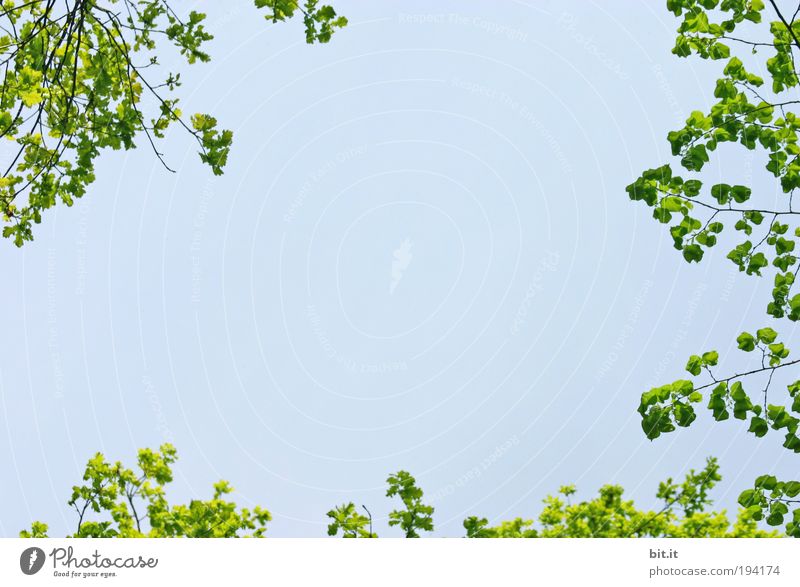 FRISCHE-BOX Umwelt Natur Luft Himmel Frühling Sommer Baum Blatt Blätterdach Grünpflanze sprießen Hintergrundbild Frühlingsgefühle Romantik ruhig Freiheit