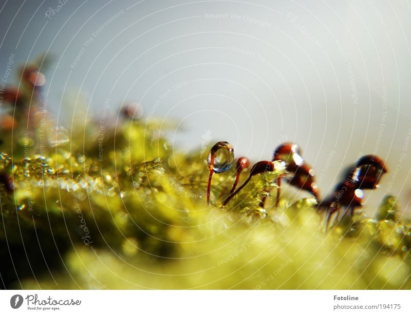 Erwachen Umwelt Natur Landschaft Pflanze Urelemente Wassertropfen Sonne Klima Wetter Schönes Wetter Gras Moos Park Wiese hell nass braun grün Farbfoto