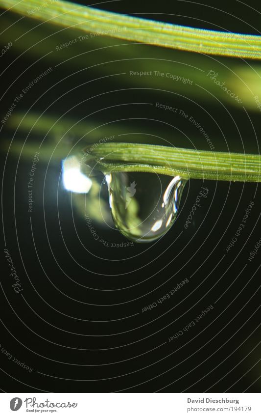 Tropfen am Tannenbaum Leben harmonisch Natur Pflanze Wassertropfen Grünpflanze grün schwarz silber Tau nass Farbfoto Nahaufnahme Detailaufnahme Makroaufnahme