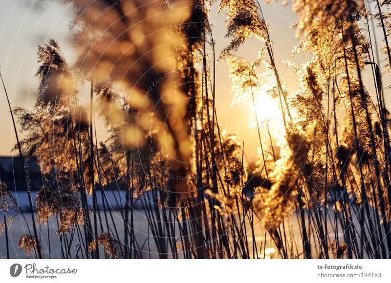 Schilfgras II Erholung Ferien & Urlaub & Reisen Freiheit Natur Wasser Wolkenloser Himmel Herbst Winter Schönes Wetter Eis Frost Pflanze Gras Schilfrohr Röhricht