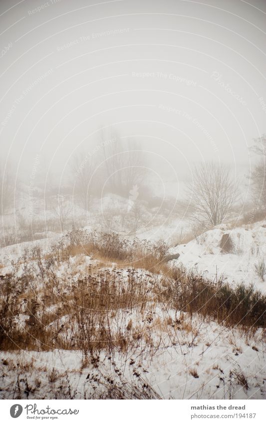 DER WINTER LÄSST UNS NICHT LOS! Umwelt Natur Wolken Horizont Winter schlechtes Wetter Nebel Eis Frost Schnee Pflanze Baum Wiese Feld Wald dunkel kalt