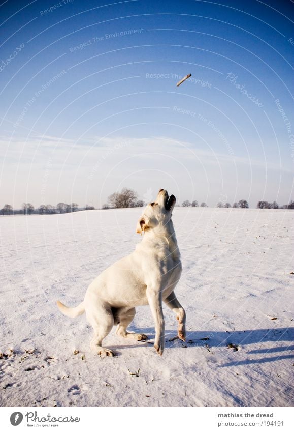 READY TO TAKE OFF II Umwelt Natur Landschaft Himmel Wolken Horizont Winter Schönes Wetter Eis Frost Schnee Pflanze Baum Wiese Feld Tier Haustier Hund 1 Bewegung