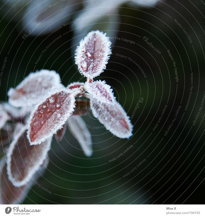 Frost Wassertropfen Frühling Herbst Winter Klima Wetter Eis Pflanze Blatt Park kalt Ast Raureif Farbfoto Gedeckte Farben Außenaufnahme Nahaufnahme