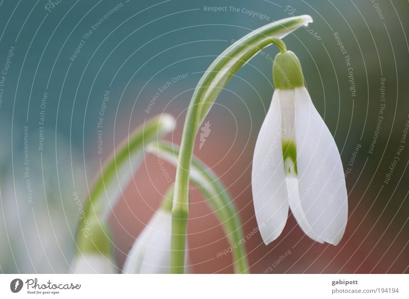 es wird wärmer Umwelt Natur Landschaft Frühling Winter Schönes Wetter Pflanze Gras Blatt Blüte Schneeglöckchen Wiese atmen beobachten Freundlichkeit frisch